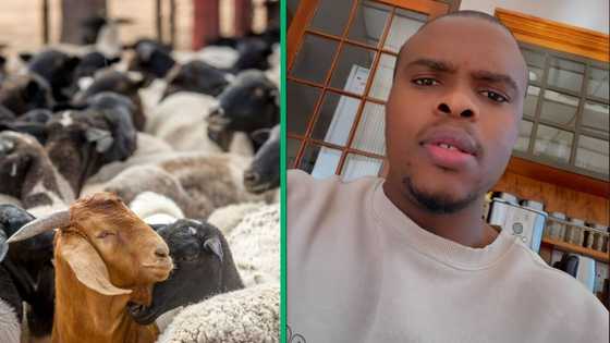 Devastated farmer shares heartbreaking loss of 489 sheep and 100 goats after thieves rob his farm