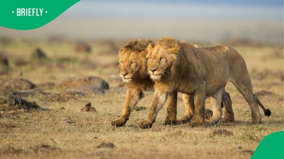 French circus lions start a new life in Africa: A heartwarming rescue story