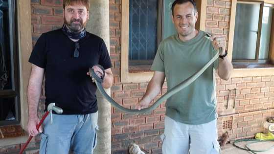 Nick Evans catches 5 black mambas on the same property within days of each other: "What a privilege"