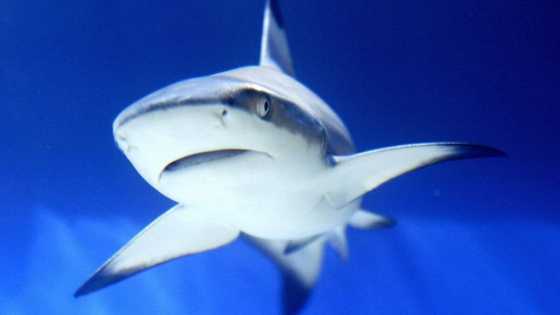 Fact check: No, a shark was not stolen from an aquarium during protests