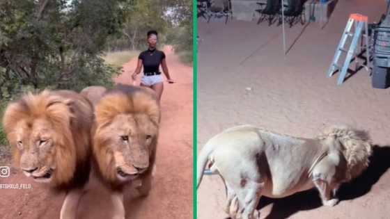 Lion invades campsite, baboons fight off leopard & 5 other wild animal tales that went viral in 2023