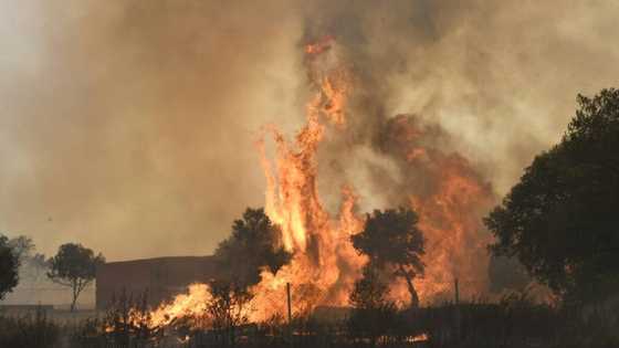 Europe burns as heatwave breaks temperature records