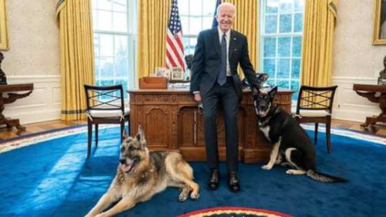 Joe Biden signs privileges for dogs to freely walk into his office