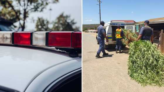 Police confiscates dagga plants in the Western Cape, SA not impressed: "Waste of our country's resources"