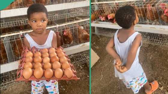 Man takes his daughter to help out on his poultry farm, photos go viral