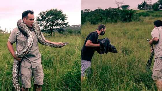 Snake vs goat: Nick Evans rescues massive hungry python on Durban farm