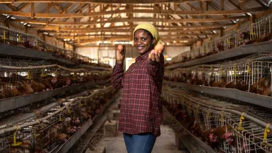 My parents demanded that I marry to keep the family business, so I chose a farm girl to spite them
