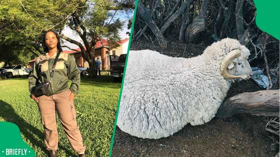 "Don't get rid of this one": Cape Town woman's video of sheep following orders goes viral