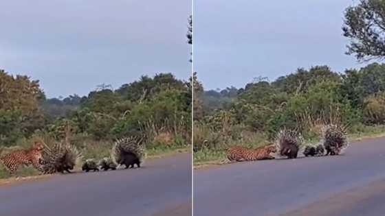 TikTok video of leopard trying to eat baby porcupines ends up in face off against its 2 parents