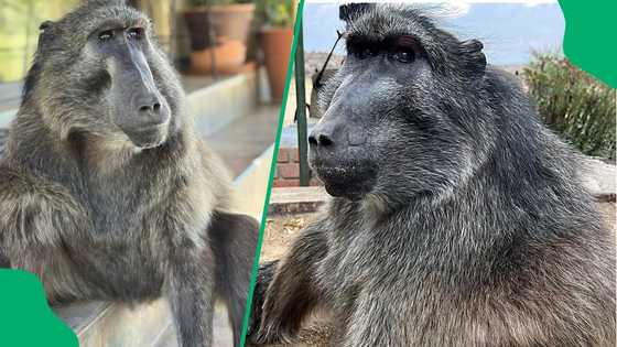 "She feels closer": Namibia family shares Cindy the baboon's final resting place after her passing