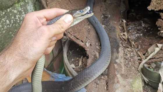 “An awesome catch”: Nick Evans details 1st black mamba rescue of the year