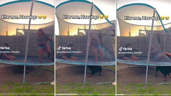 Hilarious video of a woman trying to get away from a big dog inside trampoline has South Africans amused