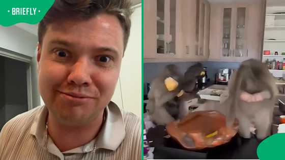 Pitbull watches calmly as baboons take over woman's home, SA can't stop laughing
