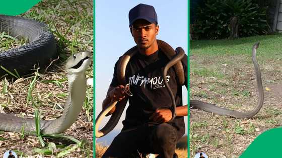 "Danger and beauty in one package": Black mamba dances on its tail, SA divided