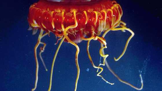 Life in the abyss, a spectacular and fragile struggle for survival