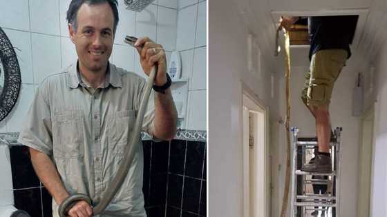 Massive snake skin found by plumber in Durban home gives Mzansi the chills: "That's a nope from me"