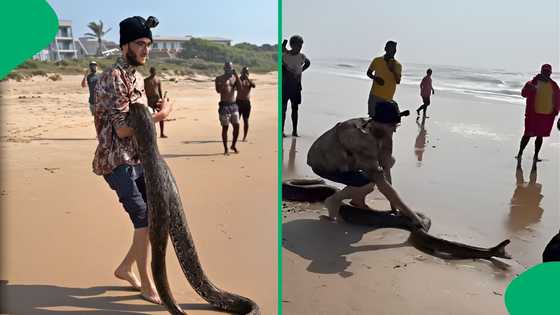 "That snake feasted on something": Snake catcher rescues 3.85-metre python on KwaZulu-Natal beach