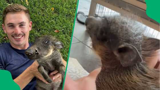 "Not aware of her size": Ruben Namibia melts hearts with his warthog who still thinks she's a baby
