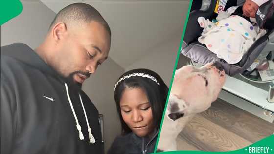"My anxiety would never allow this": Dad introduces newborn to his 2 pit bulls, SA divided