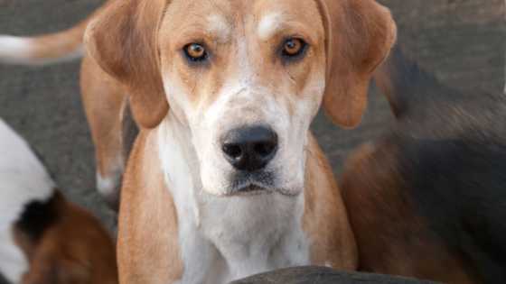 Most illegal dog breeds in the world and why they are