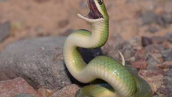 8 interesting facts about the Green mamba