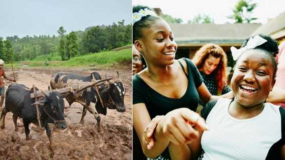 Man has epic fail trying to farm using 4 cattle, video of miserable attempt has SA in tears