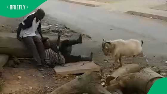 "Survival instincts of a fart": 2 men fight angry goat in TikTok video, South Africa makes jokes