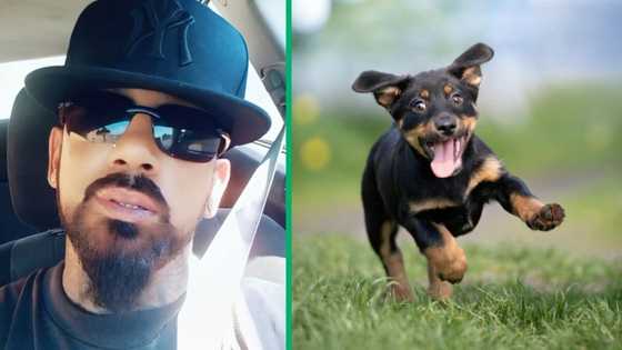 Dog runs with man's car keys on Good Friday, Mzansi laughs: "So adorable"