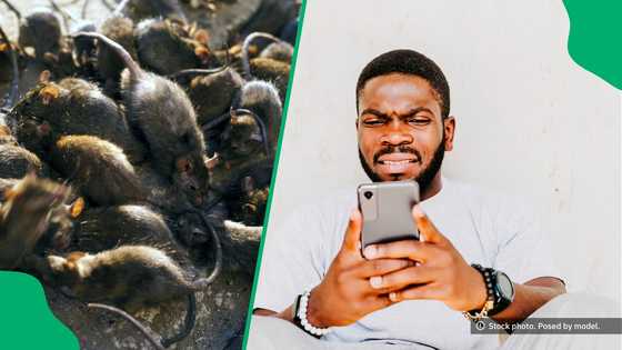 "Be careful": Gauteng man warns shoppers after seeing a rat infestation at a local supermarket