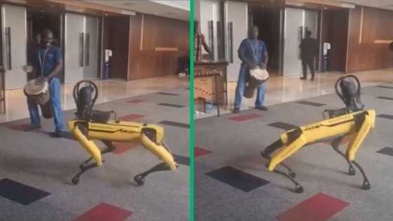 Robot dog in TikTok video does African footwork to marimba and drums at AI Expo event, SA amused