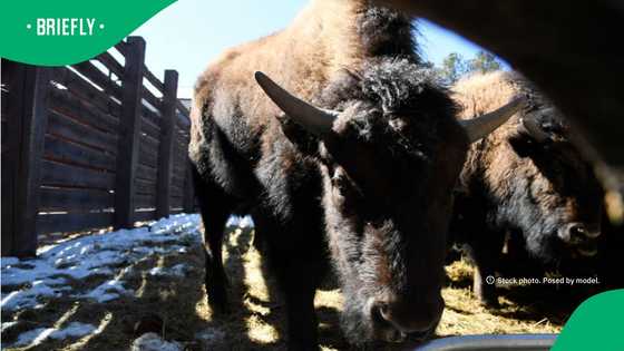 65-year-old man seriously injured after bison attack at Yellowstone campground
