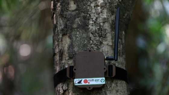 Tree-hugging AI to the rescue of Brazilian Amazon