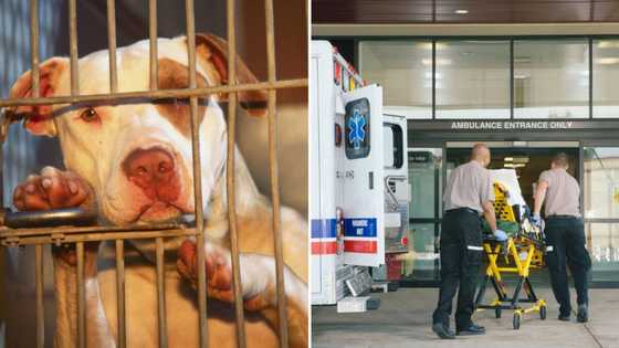 Durban man hospitalised with severe injuries after surviving being mauled by pit bull, in serious condition