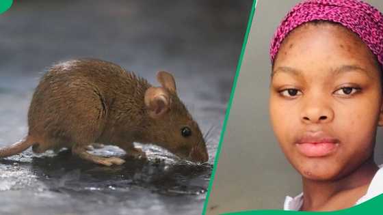 "The mouse cooks?": SA reacts to viral TikTok video of mouse's miraculous stunt