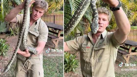 Australian snake catcher Robert Irwin rescues local from carpet python, netizens not surprised