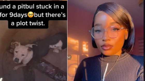 Pit bull stuck in a pit for 9 days, woman's TikTok video of how it fell in leaves SA believing in karma