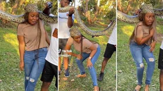 Hilarious TikTok Video Shows South African Woman Taking Picture With Python but Freaking Out: Mzansi Laughs