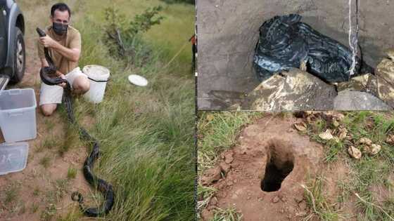 Snake catcher rescues massive python, explains why it’s illegal to eat them