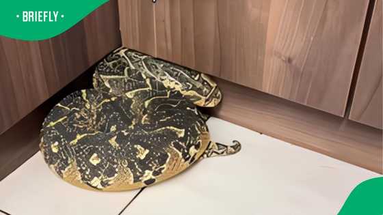 "Should never happen to me": Snake rescuer shows how to handle puff adder inside home, SA unsettled