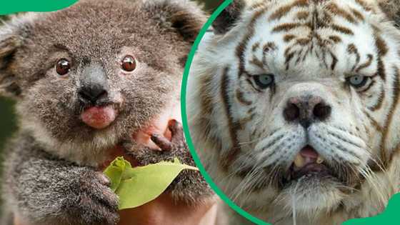 Animals with Down syndrome: What is real and what is not?