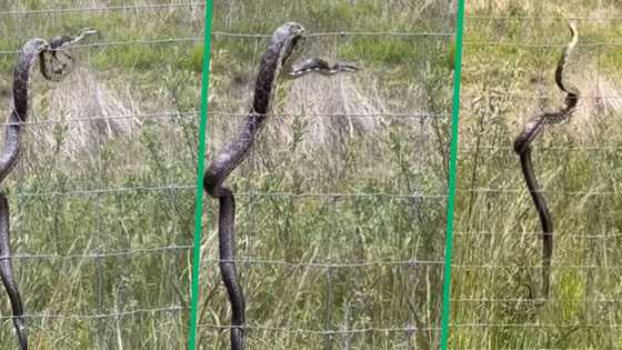 Snake zapped by electric fence 4 times in TikTok video, Mzansi amused as viper seems confused