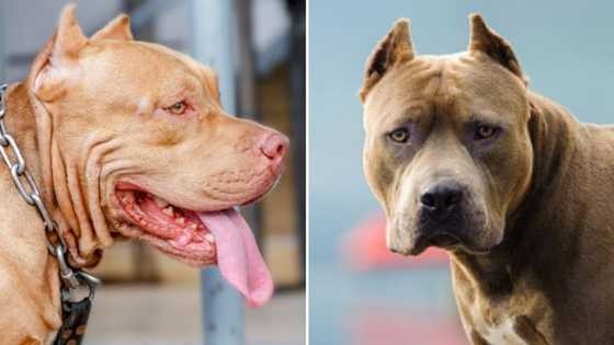 6-year-old girl fighting for her life following pit bull attack, doctors say she got 1000 stitches