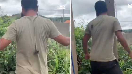Video of big black spider crawling up man's back went viral, TikTokkers impressed by calm reaction