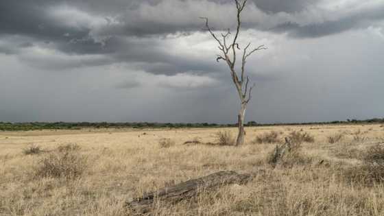 El Nino raises food security risk in southern Africa: FAO