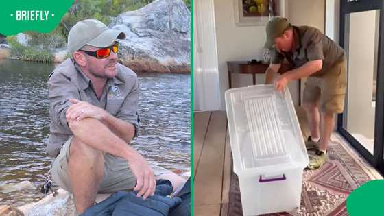 "One big thirsty Cape cobra": Man gives snake bottled water after removing it from attic
