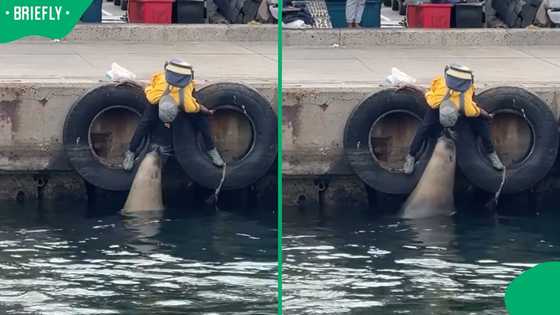 “Has he ever heard of Rabies?”: Cape Town Man Feeds Seal Mouth-to-Mouth as Mzansi Watch in Disbelief