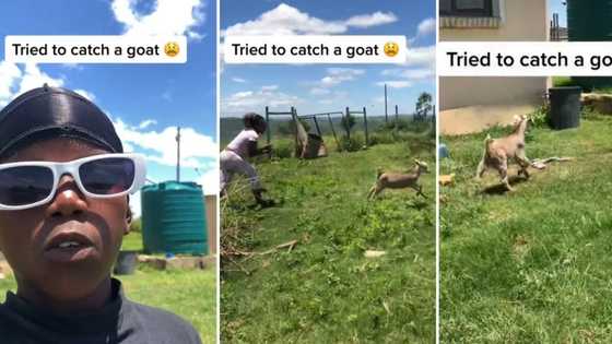 Boy's rap video interrupted by goat on the loose in rural area, SA dead with laughter: "Tbo Touch Jnr"