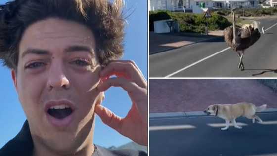 Video of dog chasing an ostrich up the road in a residential area had the man witnessing it totally confused