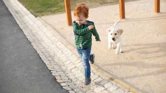 Viral video shows little boy running away from small dog in fear, amused netizens poke fun at child's trauma