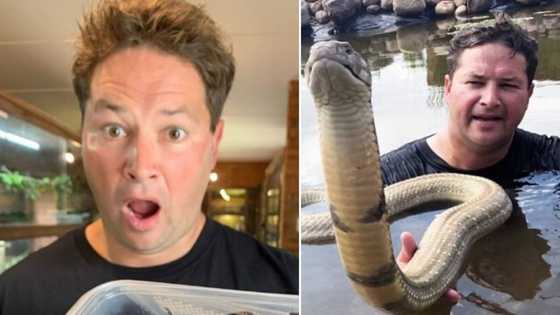 Video shows local snake expert swimming with giant King Cobra